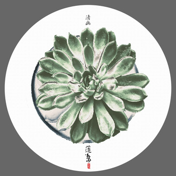 多肉觀音蓮