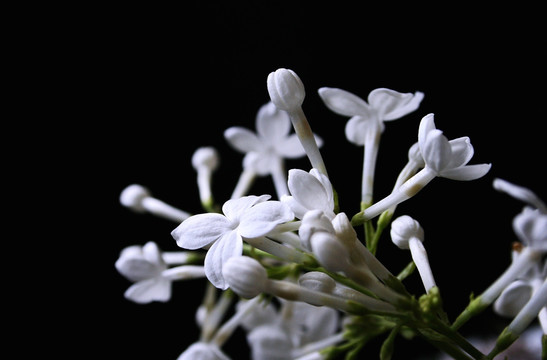 丁香花