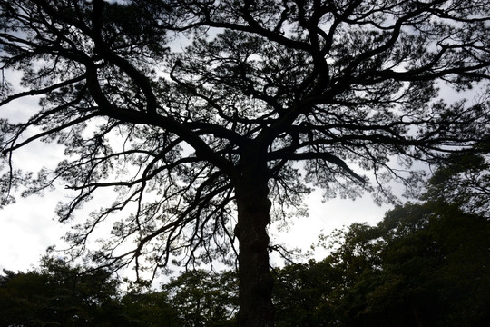 仰望黄山迎客松