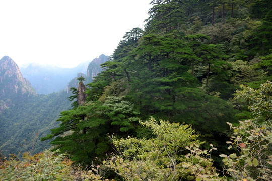 黄山