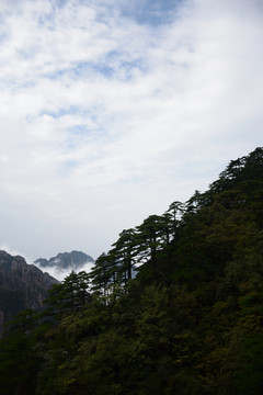 黃山迎客松