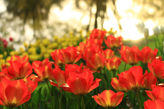 郁金香花