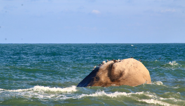 海鸥