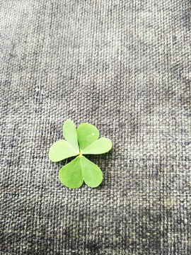 三葉草