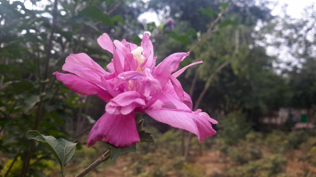 木槿花