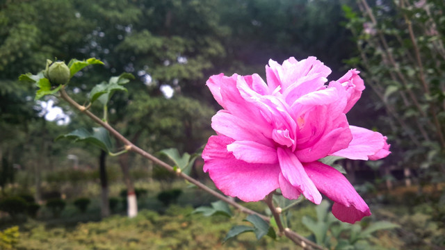 漂亮的木槿花