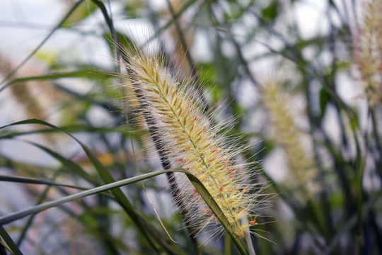 狗尾巴草