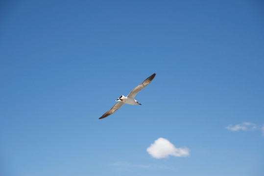 藍天下飛翔鳥類