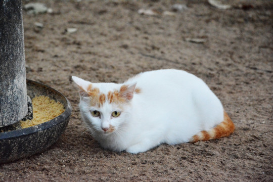 可爱的小猫