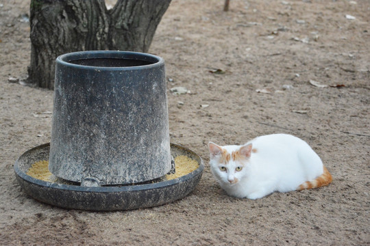 一只白色的猫