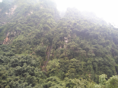 高山植被