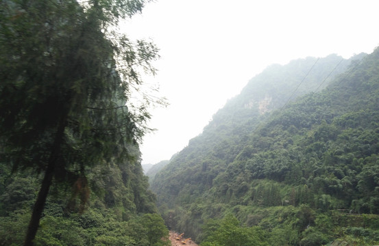 高山植被