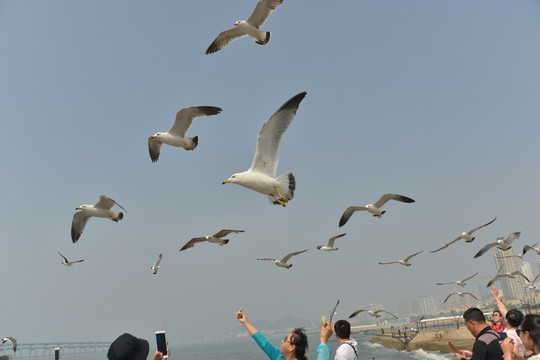 大连海鸥