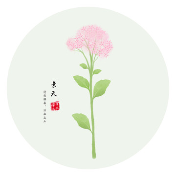 手繪景天