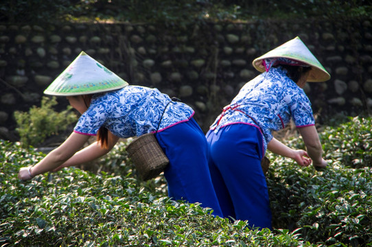 采茶女