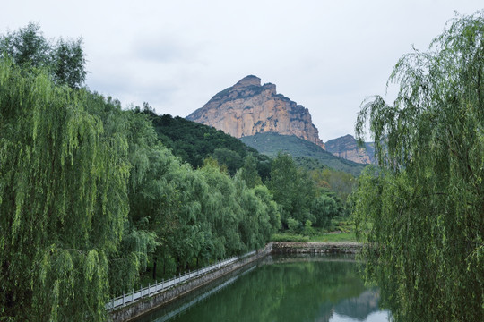 垂柳风景