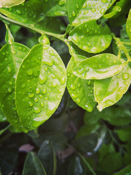 水珠綠葉