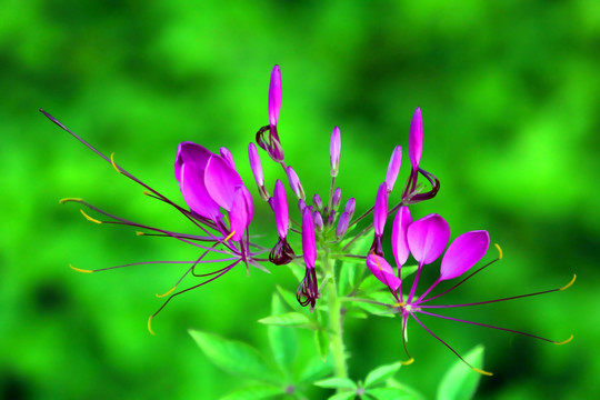 花花草草