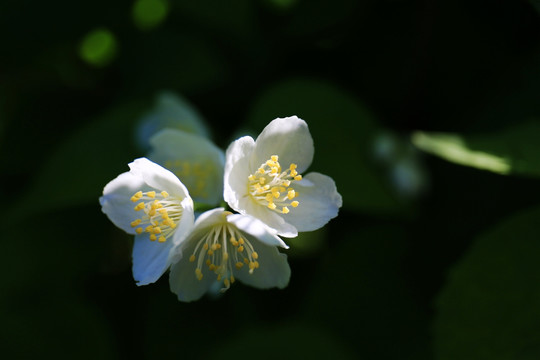 花花草草