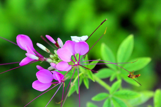 花花草草