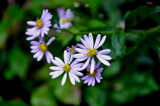 小菊花