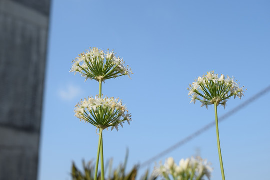 韭菜花图片