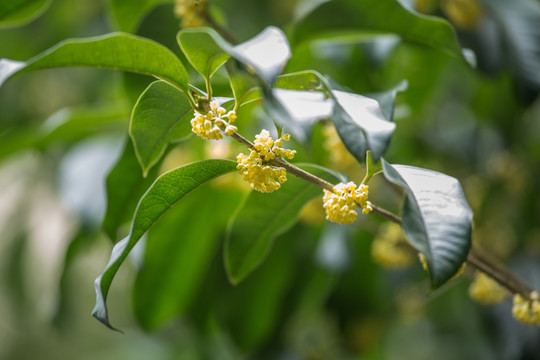 桂花