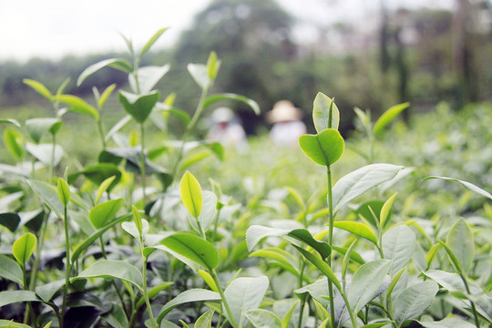 茶芽