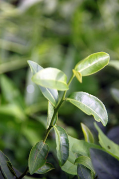 茶芽