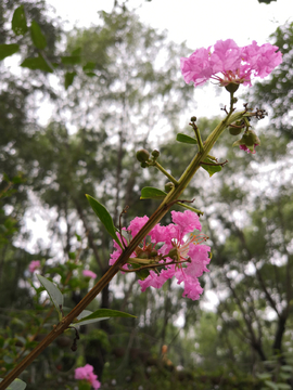 紫薇花