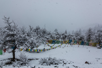 西藏林芝高原暴风雪树挂经幡风光