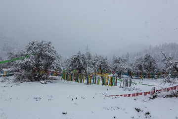 西藏林芝高原暴风雪树挂经幡风光