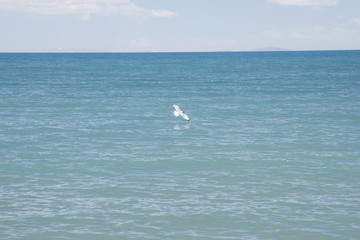 纳木错湖面飞翔海鸥