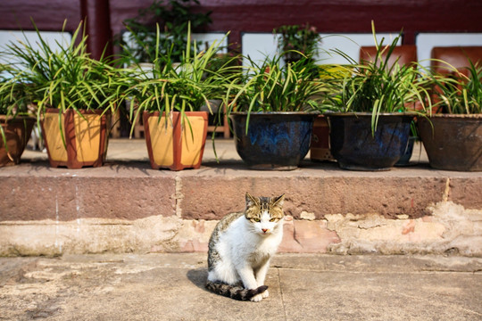 无家可归的猫