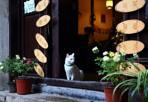 流浪猫