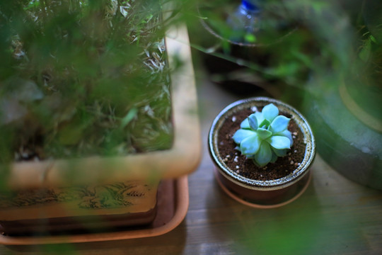 多肉植物