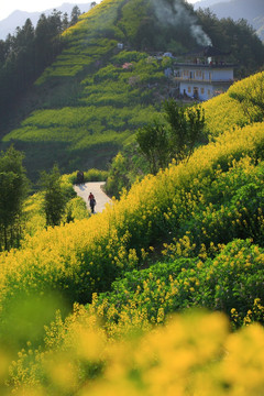 油菜花