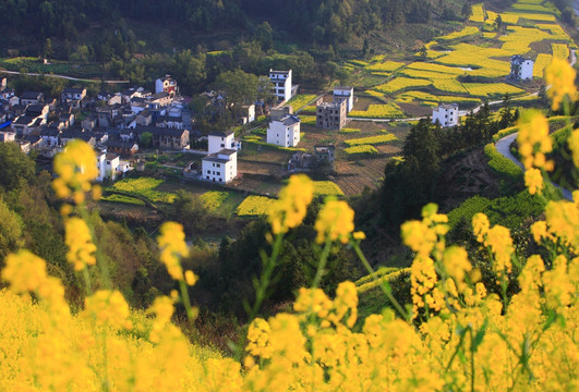 油菜花