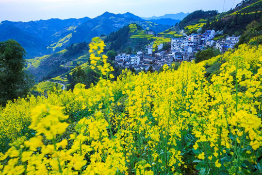 油菜花