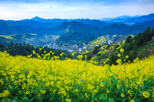 油菜花