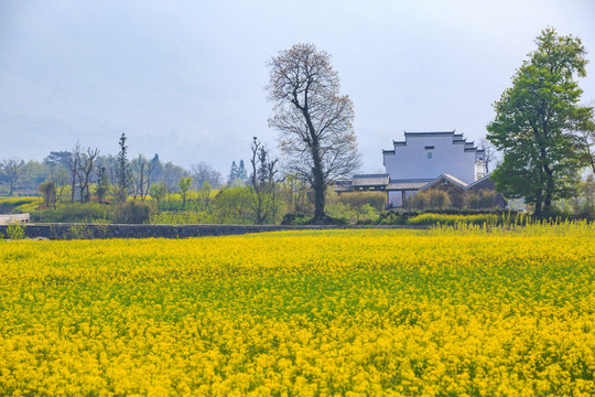 安徽古村