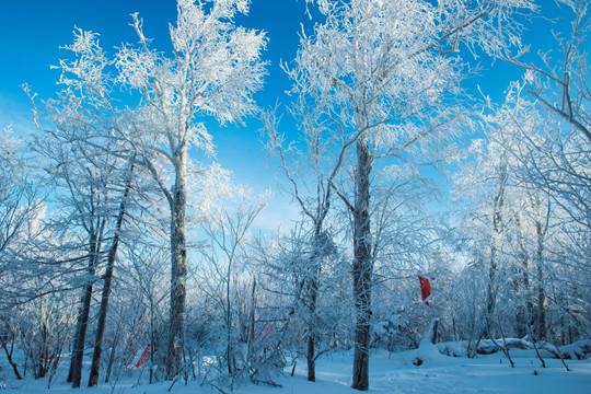 雪原