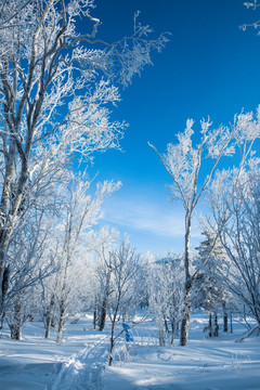 雪原