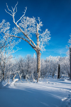 雪原