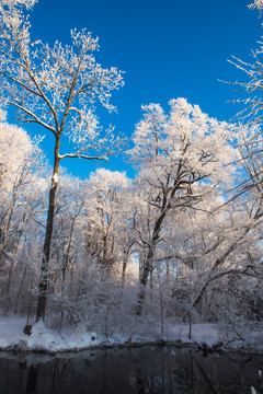 雪原