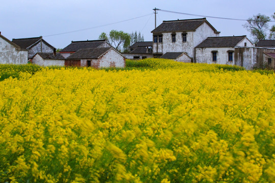 油菜花