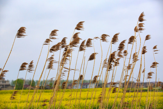 油菜花