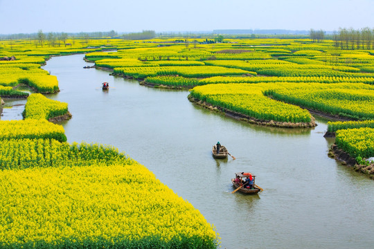 兴化油菜花