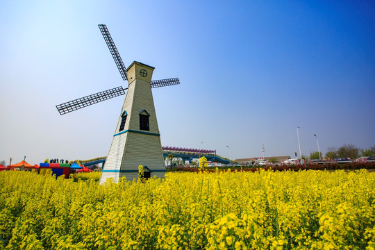 兴化油菜花