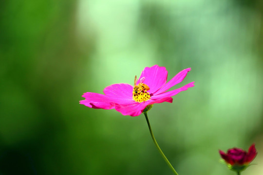 花花草草